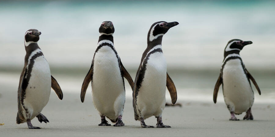 penguins